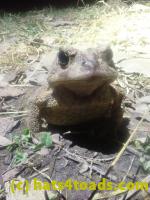 /home//u458753944/public_html/sourcegallery//Roxborough Toad Detour/2026/2026-03-11/P3111575.JPG